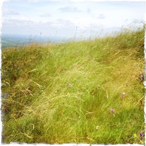Puy de Dôme Champ d'herbes sur le Puy de Dôme (Auvergne)